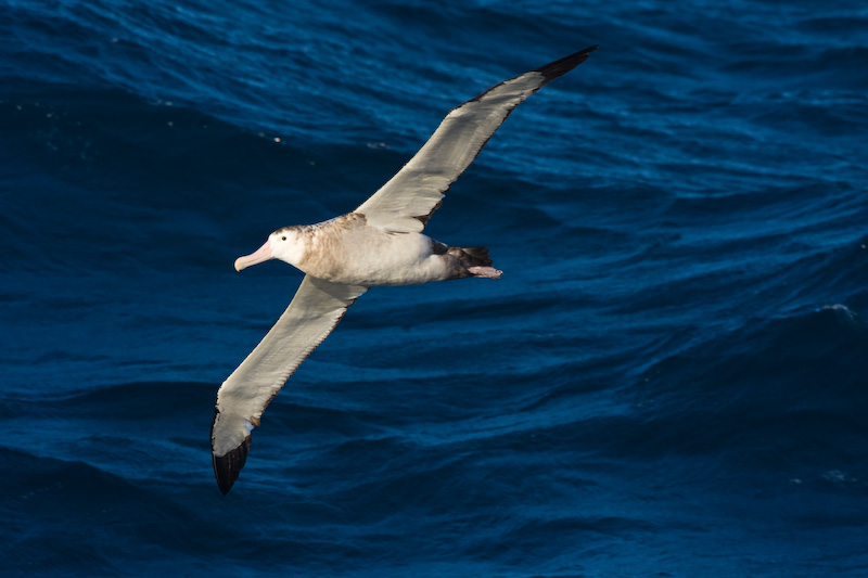 Royal Albatross In Flight